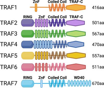 TRAF3: Guardian of T lymphocyte functions